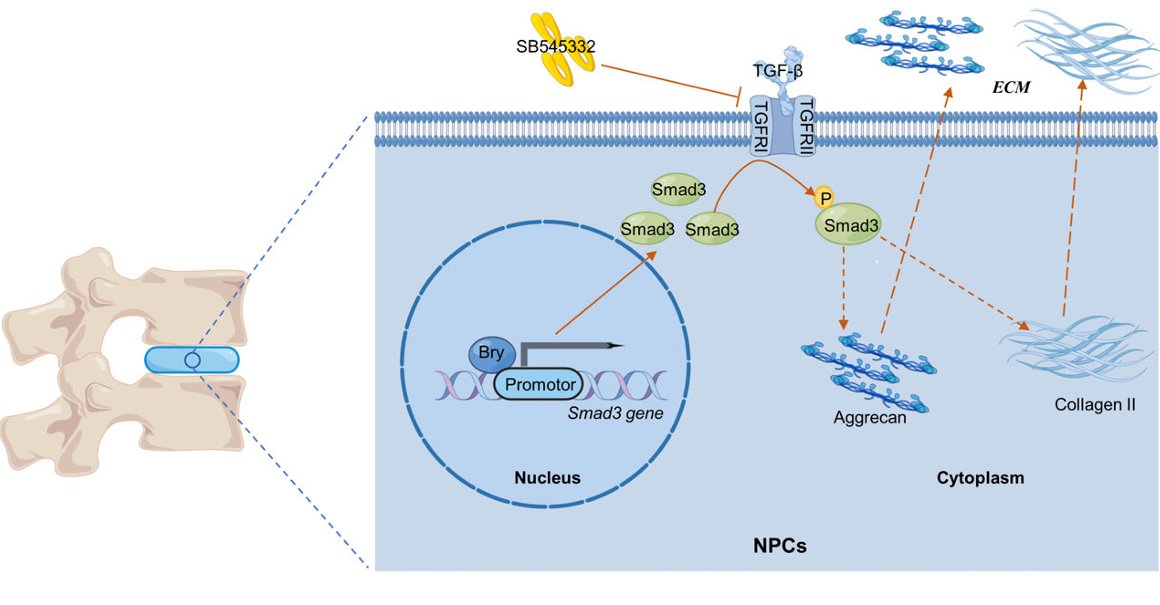 Today is a very special day its… a brand new #ArticleinPress! Brachyury Promotes Extracellular Matrix Synthesis through Transcriptional Regulation of Smad3 in Nucleus Pulposus (Yanzhang Xia et al.): ow.ly/WRy650RaFsZ #Extracellular #Matrix #Nucleus