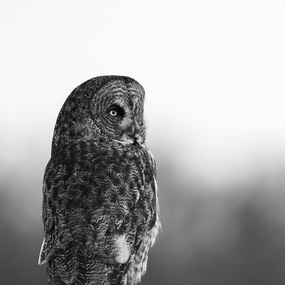 Across the country, we're fortunate to have an abundance of wild places and wild species to connect with. Check out this stunning great grey owl sighting in #KananaskisCountry captured by Chad & Andi Larsen of Thirteenth Avenue Photography! #NationalWildlifeWeek
