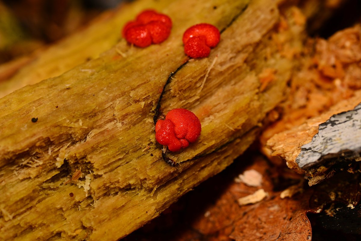 Wolf's Milk slimemold (Lycogala epidendrum) on a rotting tree trunk along the Water of Leith downstream from Currie. #SlimeTime @WOLCT