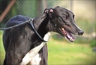 Dennis was a big happy lad when being Photographed he had only been in the kennels for a day so still settling in more on him soon please contact the kennels: 07783 367032 or email: info@retiredgreyhoundscanterbury.co.uk @centralparkdogs #TeamZay