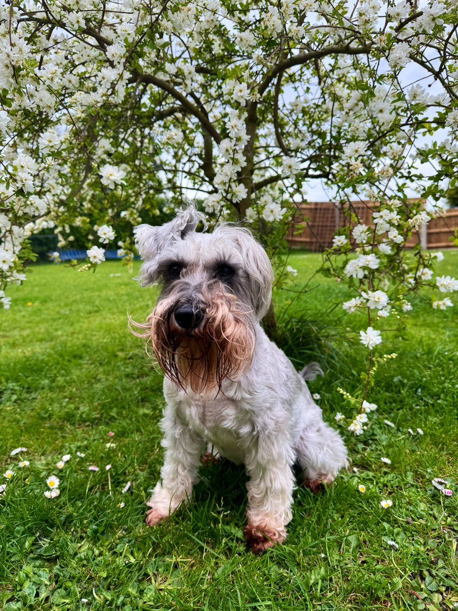 Happy 10th Gotcha Day to Miss Meen. #SchnauzerGang #DogsOfTwitter #GotchaDay #RescueDog