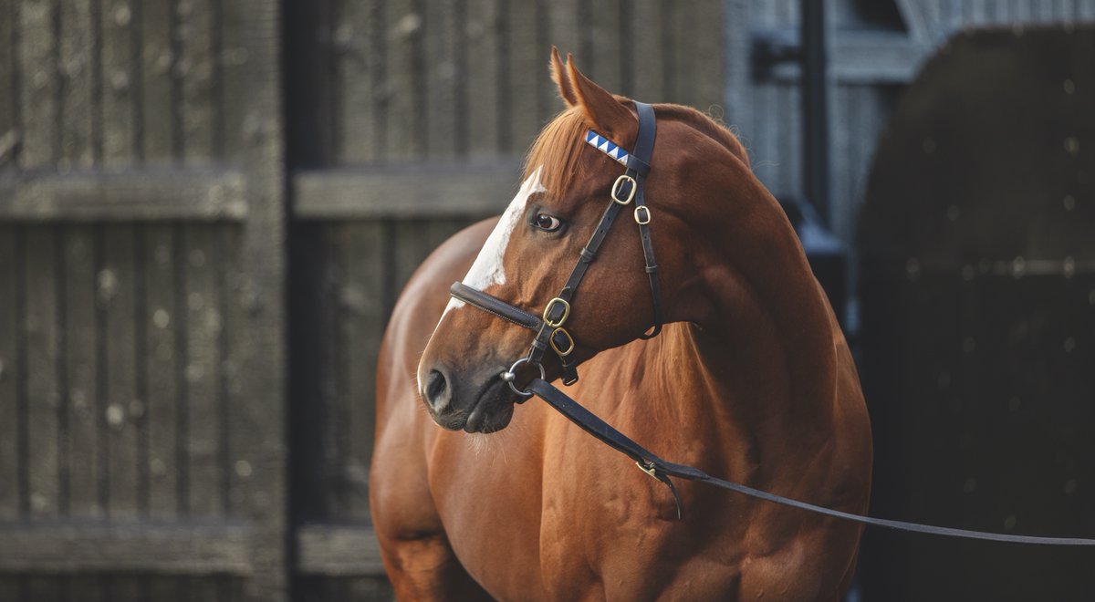 💥 First winner for @DarleyEurope's EARTHLIGHT 💥 🥇 LADY LIGHTNING brings in a 1-2 for first-season sire EARTHLIGHT at @WolvesRaces. The @Tattersalls1766 grad was most recently purchased by @agentbloodstock & @EdDunlopRacing for 30,000gns. 📰 Pedigree review in tonight's EBN