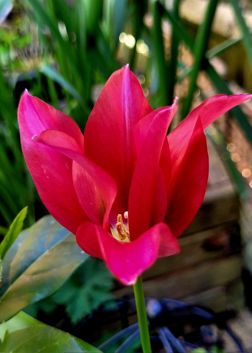 Hope you've all had a positive start to the week. Managed to spend time in the garden, as it's been warm and sunny here today. Seed sowing and tidying the grow houses again (3) #flowers #Tulips #MyGarden #gardening #spring