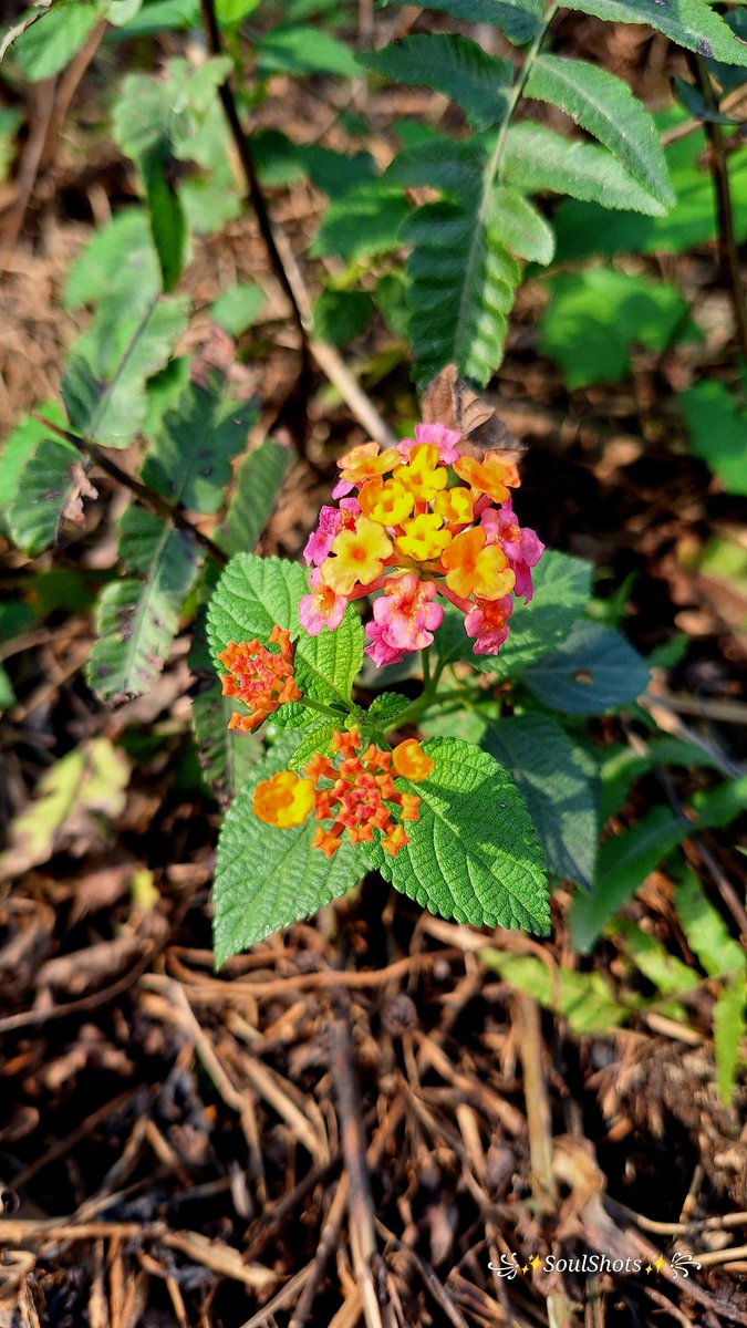 #theme_pic_india_flowers