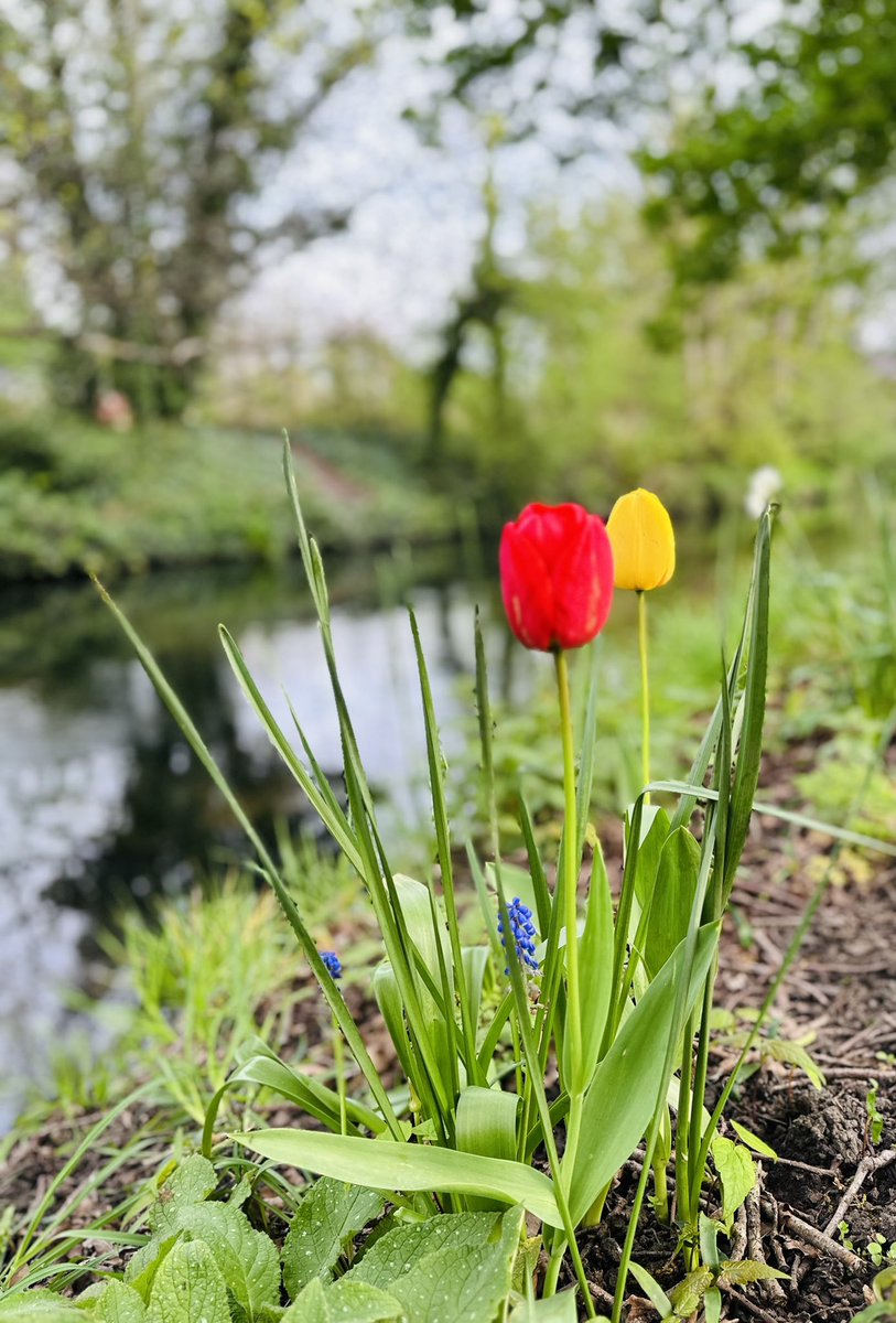 Tulips were looking lovely along the Wandle this morning