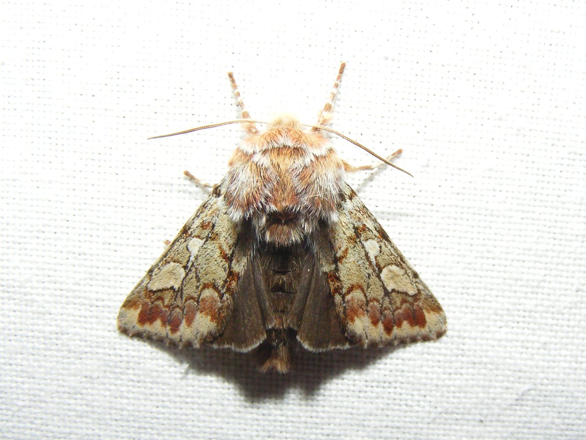 Afgelopen zaterdag kwam deze fraai gekleurde dennenuil (Panolis flammea) op ons laken zitten.
Meestal zijn deze rood gekleurd, maar soms zijn ze dus lichter van kleur, deze vorm hadden wij nog niet eerder gezien. <a href="/vlinderNL/">De Vlinderstichting</a> <a href="/waarneming/">Waarneming.nl</a>