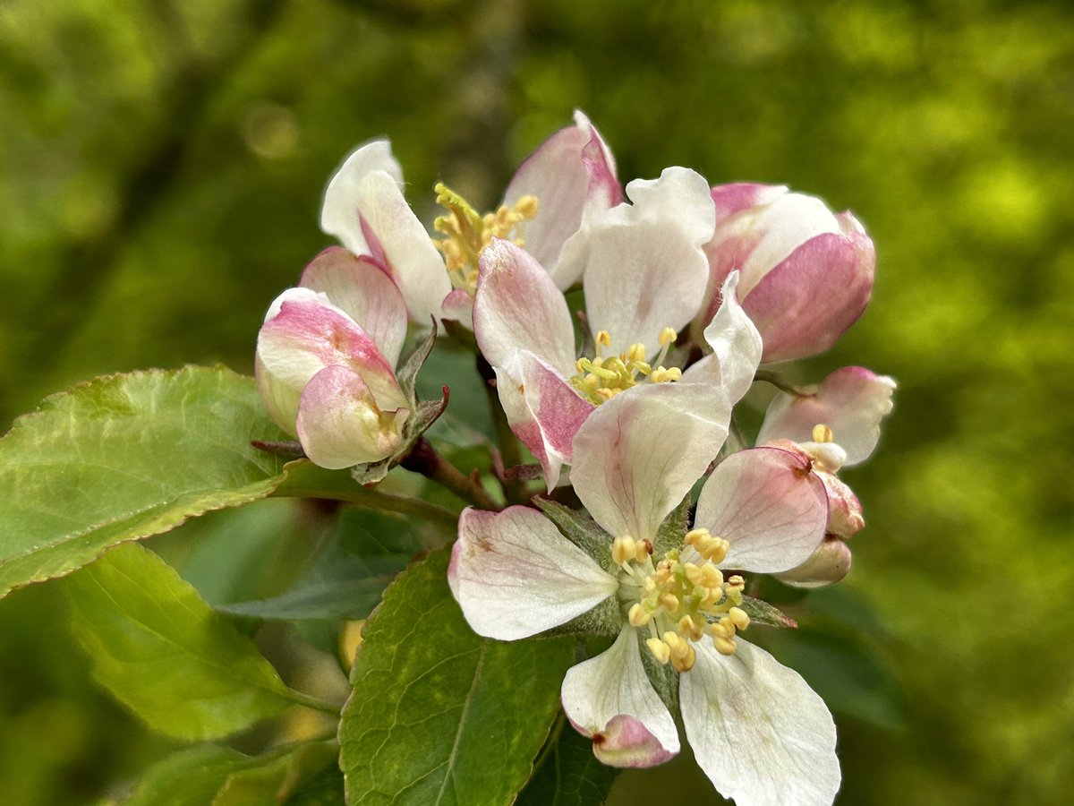 CoLEppingForest's tweet photo. ๐ approach for landing ๐ธ
The delicate crab apple blossom is providing a welcome destination and refuelling station for the local #EppingForest ๐๐๐s
#EppingForestSpring24 https://t.co/7J1K3LfiBa