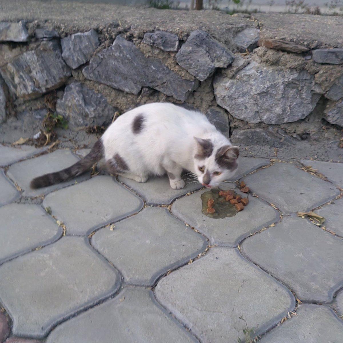 Ağzını burnunu yalaya yalaya yaş mama yiyen güzellik Nazlı, dişi, en az 3 yaşında kayınvalidemin komşusunun kedisiydi. Önce apartmana alıştırdılar ben apartmanda karşılaştığımdan hatırladım sonra da taşındılar ama bilin bakalım yanlarına kimi almadılar. Belki bir yuva çıkar…