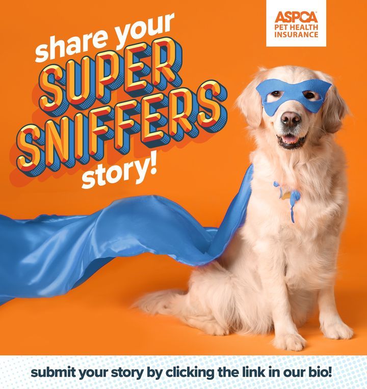 ⚡ Every pet parent has a superhero story, whether it’s their unwavering companionship or an extraordinary act of courage. What's your Super Sniffer story? Submit your story for a chance to win a pet gift box worthy of any whiskered wonder: bit.ly/4cwC9Bs