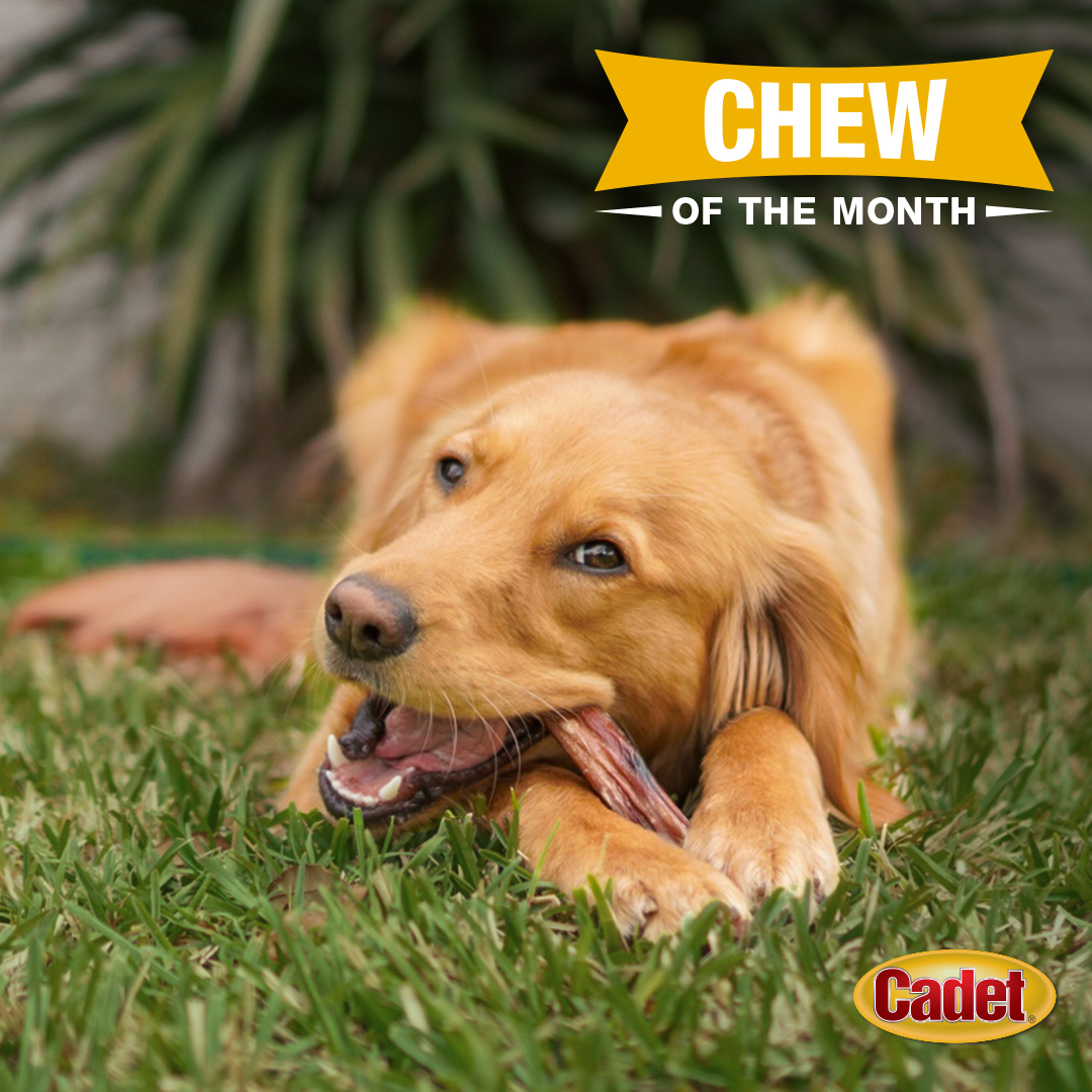 ⭐ Bully Hide Sticks ⭐

2️ Bold ingredients: beef hide & bully stick
🍴 Highly digestible
🦴 Naturally occurring collagen
⏰ Long lasting

Shop now at @Walmart, @Target, @Kroger, and @ShopRiteStores.

#CadetPet #chewofthemonth #productofthemonth