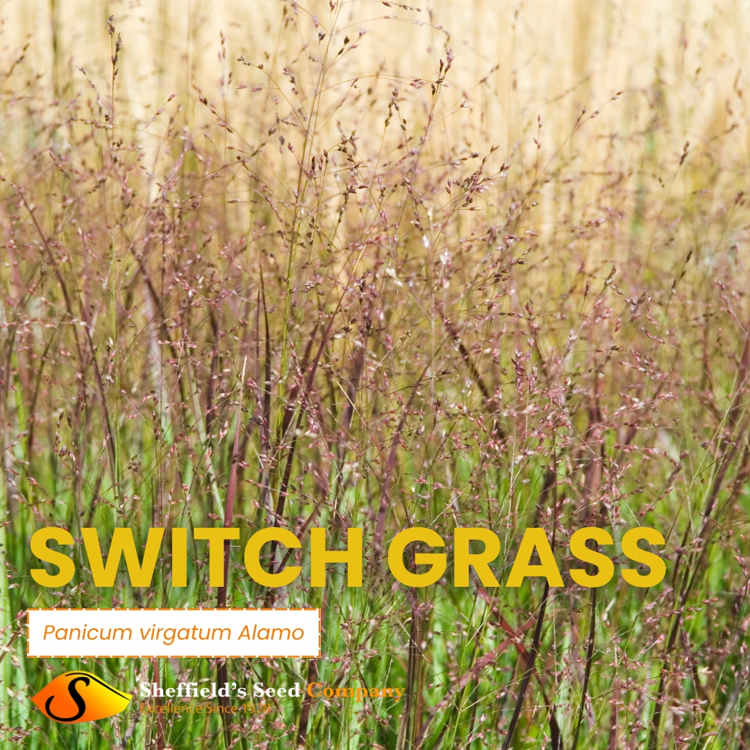 Explore 'Alamo' Switch Grass: Your Biomass Solution! Grow it for ethanol, fiber, and more, while contributing to carbon dioxide sequestration. Join the sustainable energy revolution today!

#Switchgrass #BiofuelPotential #SheffieldsSeedCo #SeedExperts #SeedCompany #GrowYourOwn