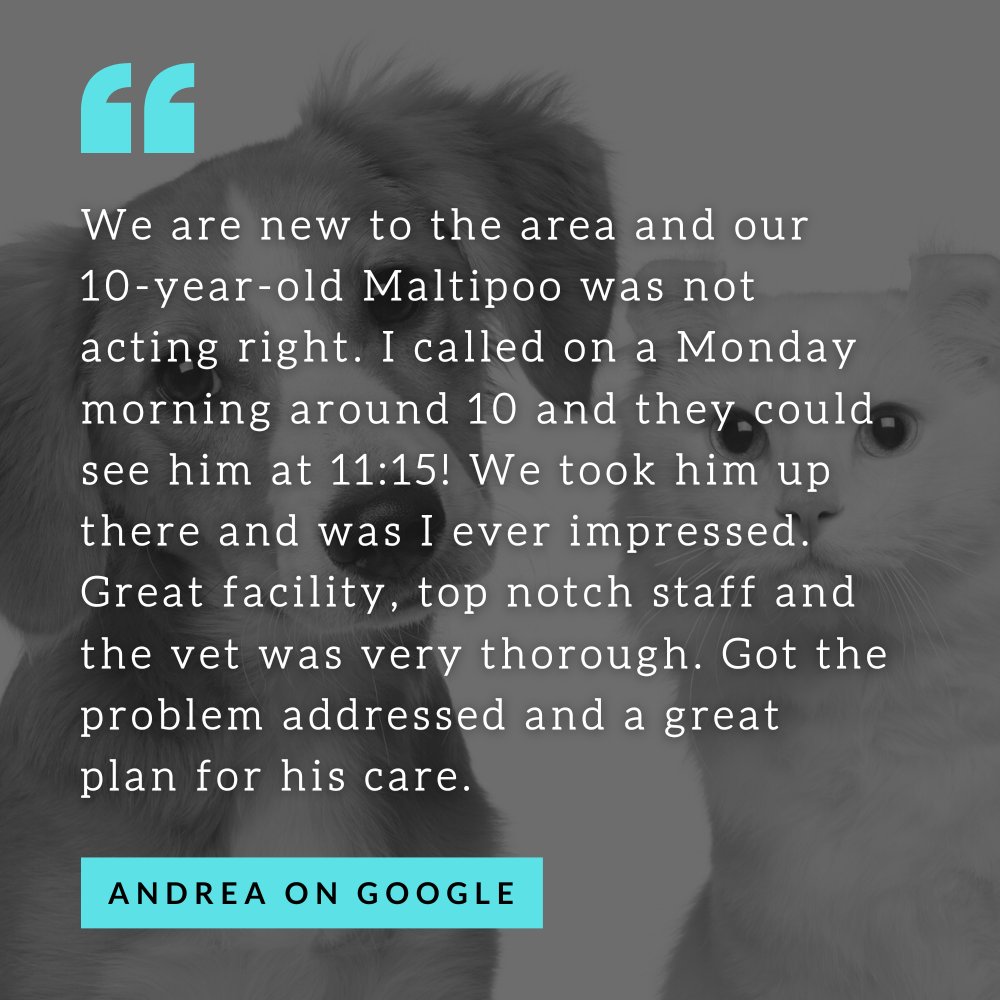 Thank you so much for such a kind and thorough review, Andrea!

#AnimalMedicalCenter #SurpriseAZ #veterinarymedicine #veterinarian #review #happyclient #recommendation #clientrecommendation #clientreview