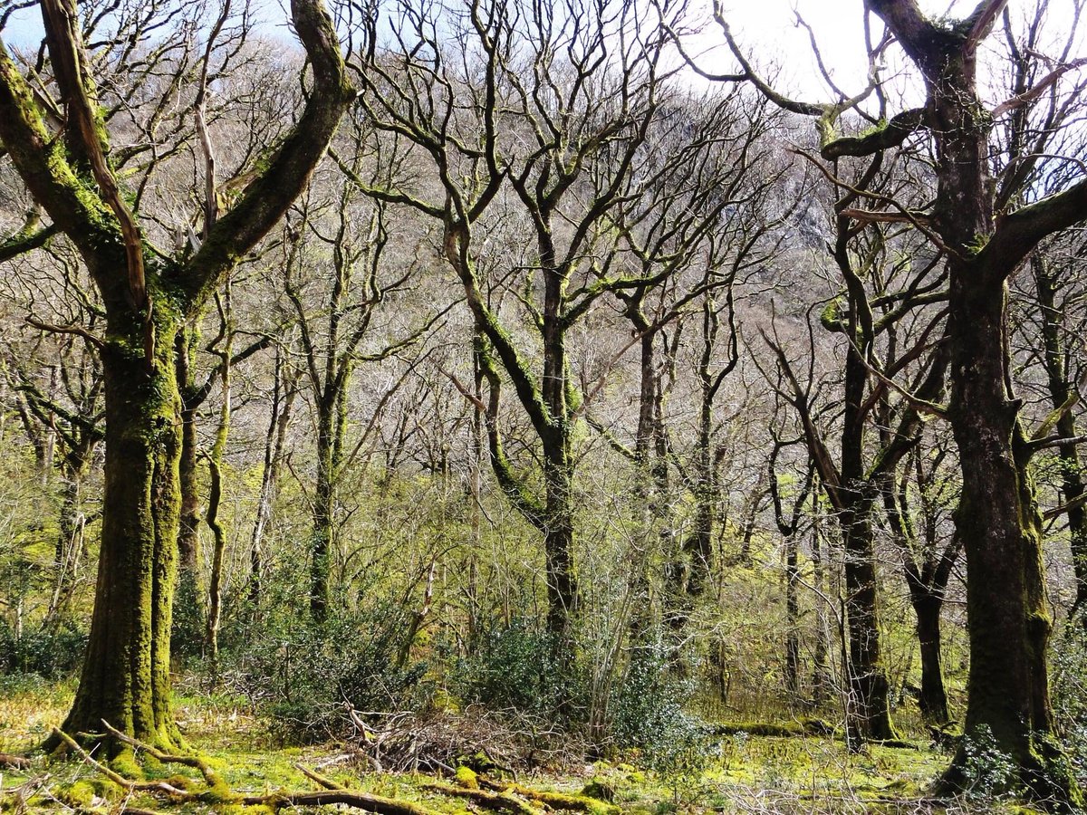 Lovely to get some sunshine in Borrowdale today. This is Great Wood which I think is owned by the National Trust.