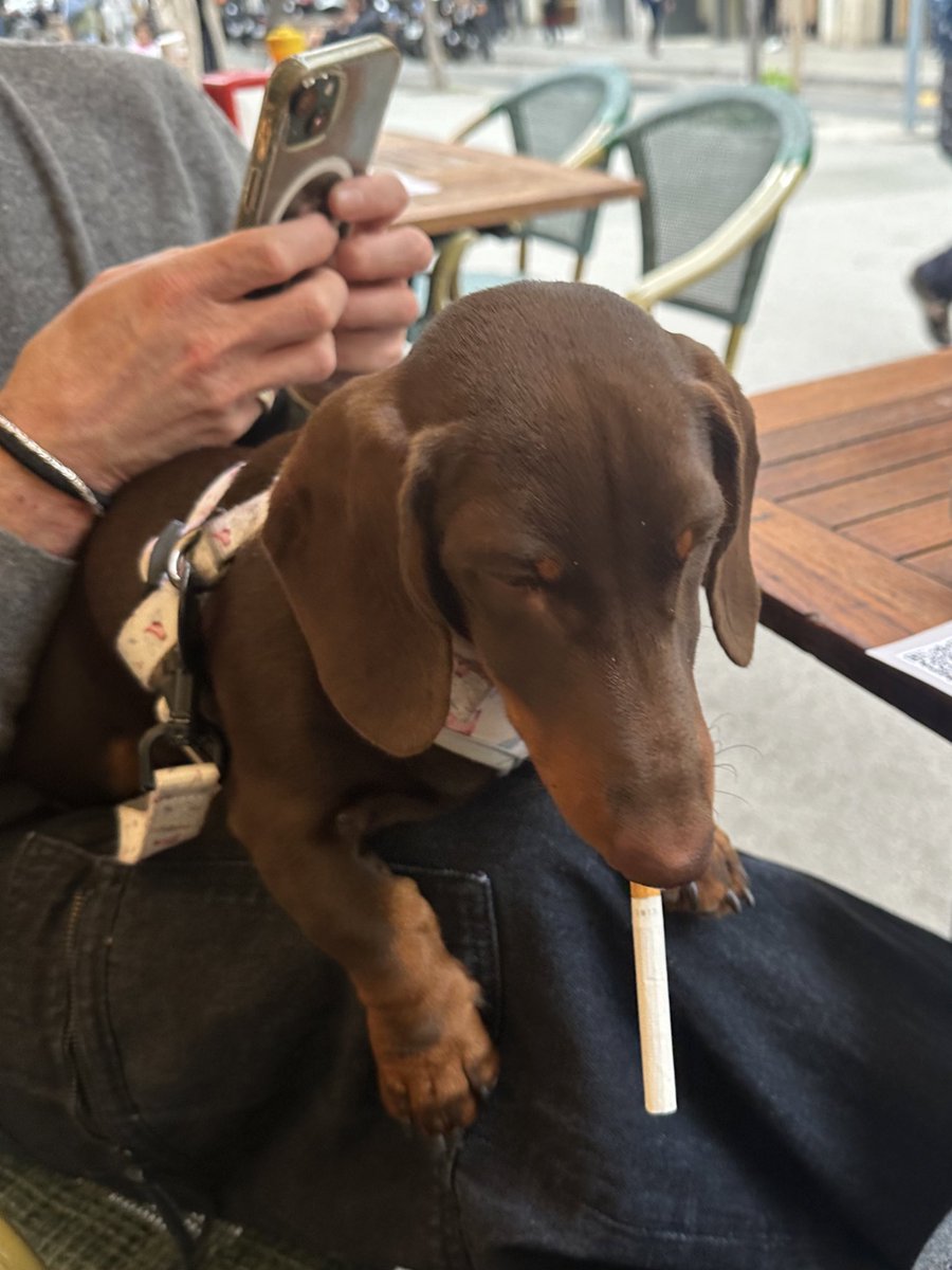 AlexChiner's tweet photo. esto opina mi perro de la nueva ley antitabaco https://t.co/9460g5R5wI