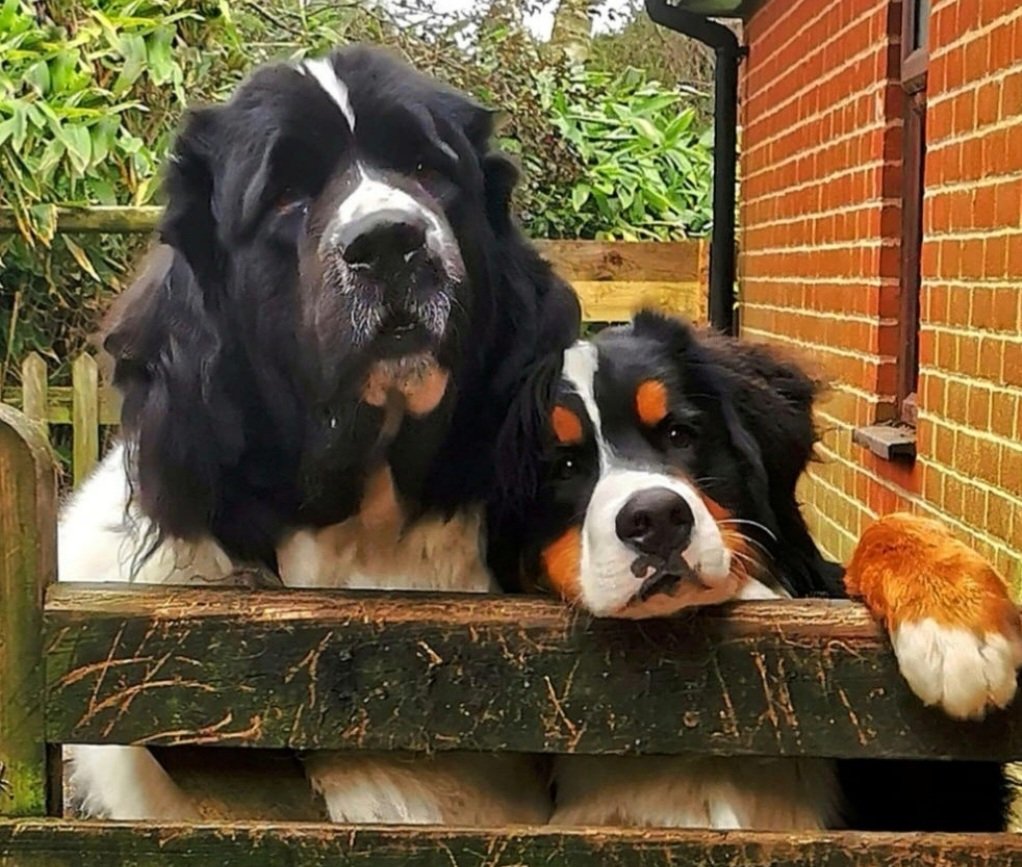 One of my favourite photos of this pair. Woody absolutely adores his Martha. 
#Newfoundland #Newfie #Landseer #Bernese #Berner #puppy #BerneseMountainDog #Dogs