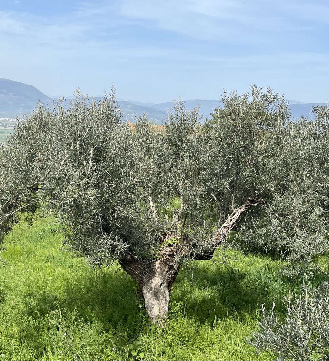 Being near fig trees and olive trees is amazingly comforting for my lot