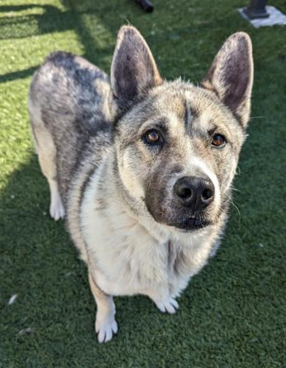 🚨ADOPT A DOWNEY CA DOG TODAY🙏 Downey is 30+ dogs over capacity. Any dog who finds a furever home helps so much. 5 yo Akita LOBO is a terrific 73 lb big boy. He was abandoned in the shelter parking lot Feb 26😲Nearing the euth list😱info⬇️ #A5610158