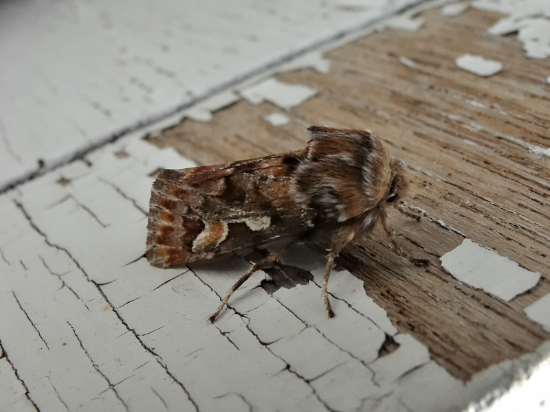 VC28. 07/04/24. 24/14. Pine Beauty, Angle Shades, Lunar Marbled Brown, Brimstone & Frosted Green NFY. Nut-tree Tussock, Chestnut and 6 HC. Brimstone Butterfly and 5 Bee-fly in garden this afternoon.