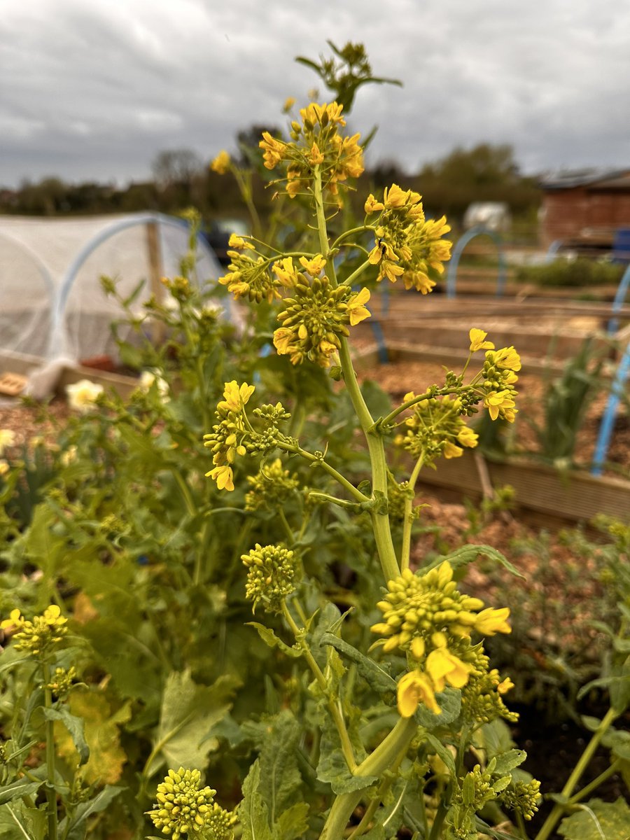 Why do I love letting veg go to seed. 1 - Beautiful flowers 2 - Free Seeds ! 3 - Pollinators heaven 🐝 ‘nuff said ? 😘 #Allotment #GardeningTwitter