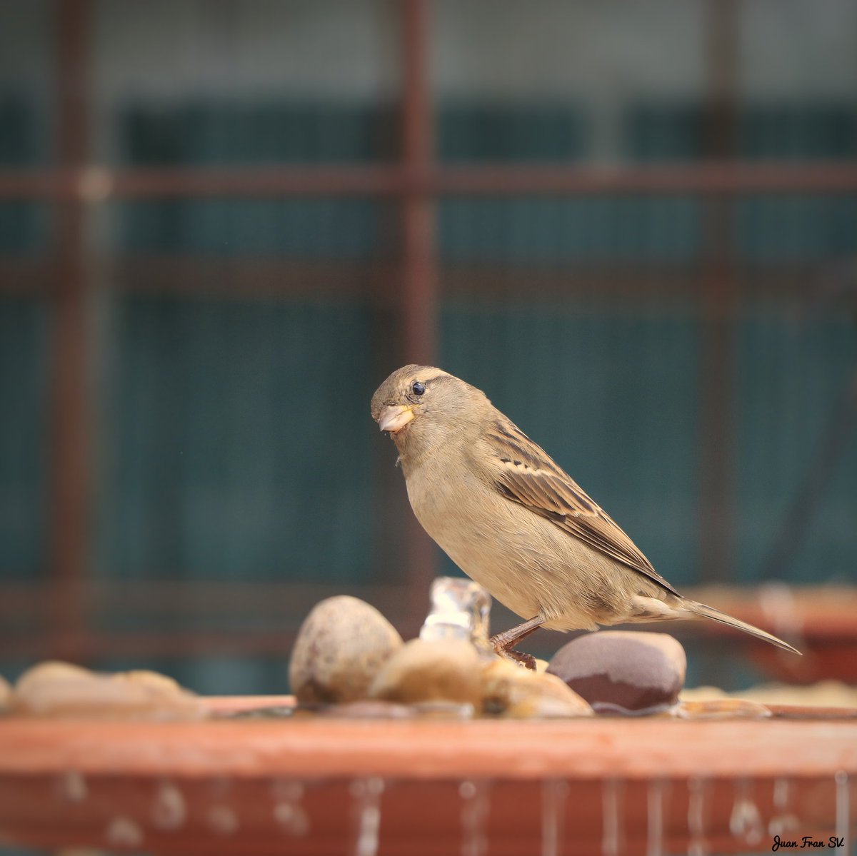 HeMBRa De GoRRióN CoMúN..!!
#pajarosextremadura #avifauna #naturextremadura #aves #pajaros #birds #ornitologia #canonphotography #naturaphotography
