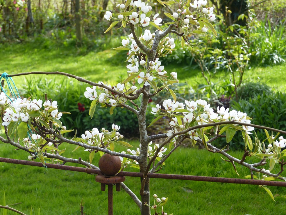 'Winter mellis' pear slowly, slowly growing into an espalier. The blossom is gorgeous, the fruit is supposed to keep over winter, but it rarely gets the chance here. #gardeningx #GardenersWorld