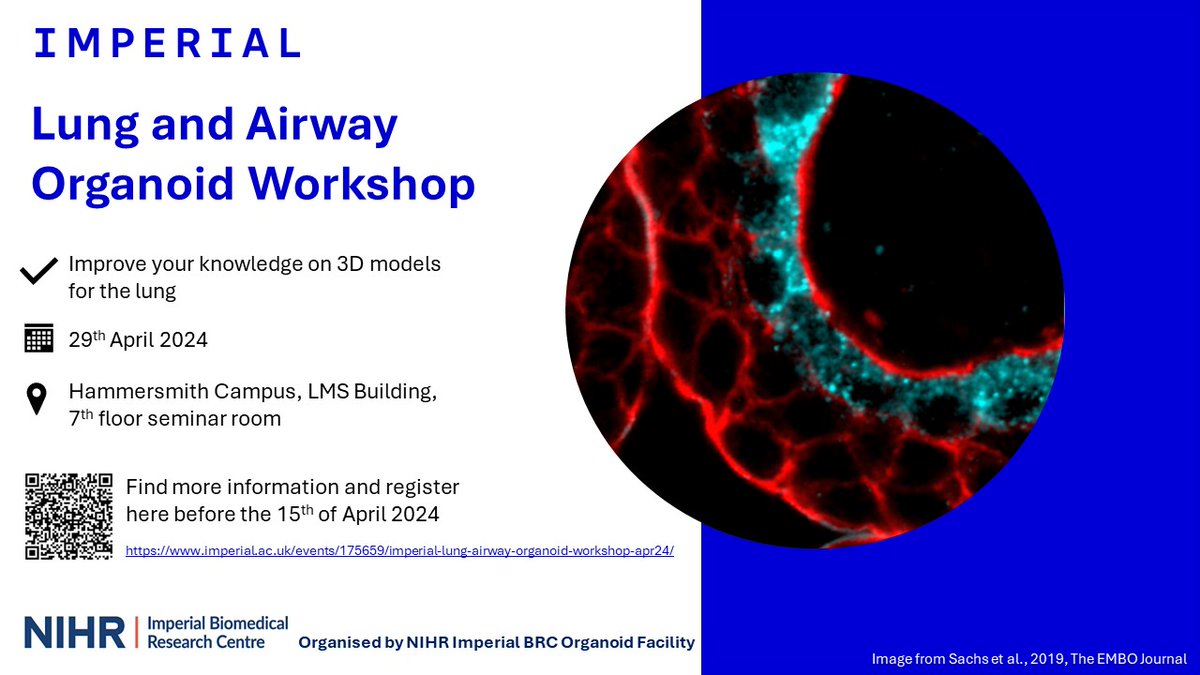 Are you interested in #lung and #airway #organoids and 3D cell culture models 🧫? Come and join us on the Lung and Airway Organoid Workshop on the 29th of April @ImpOrganoid @ImperialBRC @ImperialNHLI More info in: imperial.ac.uk/events/175659/…