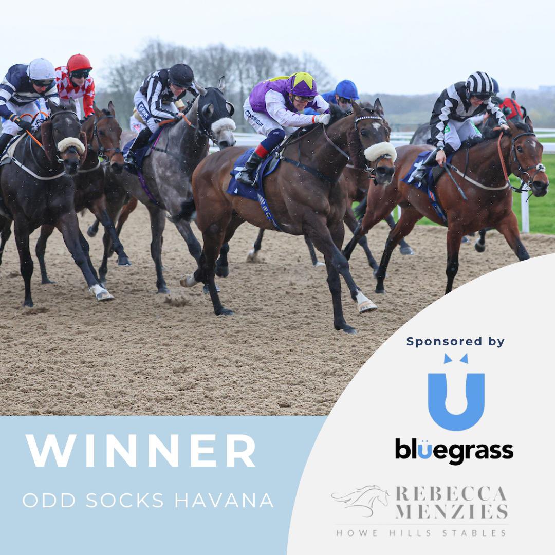 🏆WINNER🏆 Odd Socks Havana wins @newcastleraces . A brilliant ride by @CallumRodrigue4 . Congratulations to owner Purple Reins Racing. Another winner fed on @bluegrasshorsefeed #poweredbybluegrass #winner #racehorse #fedonbluegrass #horseracing #racehorsetrainer #rebeccamenzies