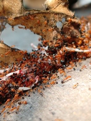 💡Trichomyrmex destructor, la fourmi ravageuse🐜est connue pour être l'une des fourmis les plus invasives et les plus destructrices. Son activité de mastication s'attaque à tout : véhicules 🚗 , appareils électroniques... Quand elle trouve un endroit où siéger, elle le domine…