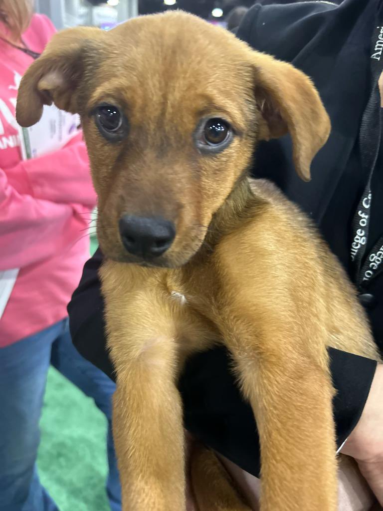 Justine_Turco's tweet photo. Talk about dedication! Incoming #JACC Deputy Editor Extraordinaire Dr. @SpatzErica adopted a puppy/Journal mascot at #ACC24, named Jacqueline Peaches - #Jacci! @JACCJournals couldn’t be more excited! https://t.co/SZSPxhM1IJ