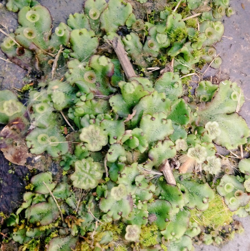 Spent the afternoon with a particularly good-looking thallose liverwort. Phwoar, look at those gametophores and gemmae cups! ☔ #bryophytesrock ☔