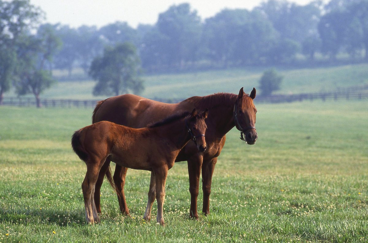 With the Kentucky Derby right around the corner, Spring is the perfect time of year to visit beautiful #TravelKY horse country!🐴 Start planning your visit: bit.ly/44dWRRa 📍@KYHorsePark (@VisitLEX)