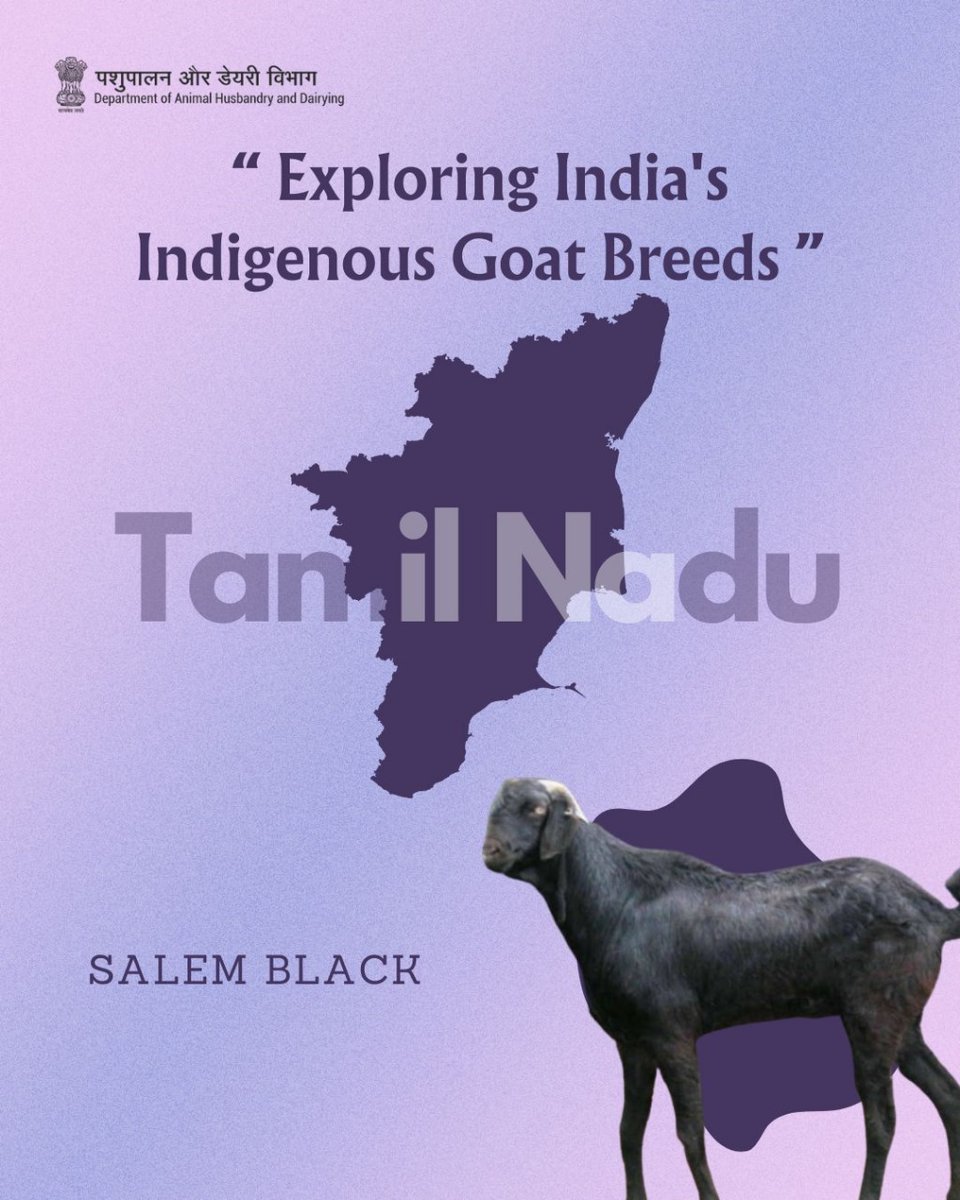 Tamil Nadu's tapestry of goat diversity features Salem Black breeds, enriching the state's agricultural tapestry with their distinct qualities.
#TamilNaduGoats #indigenousgoat