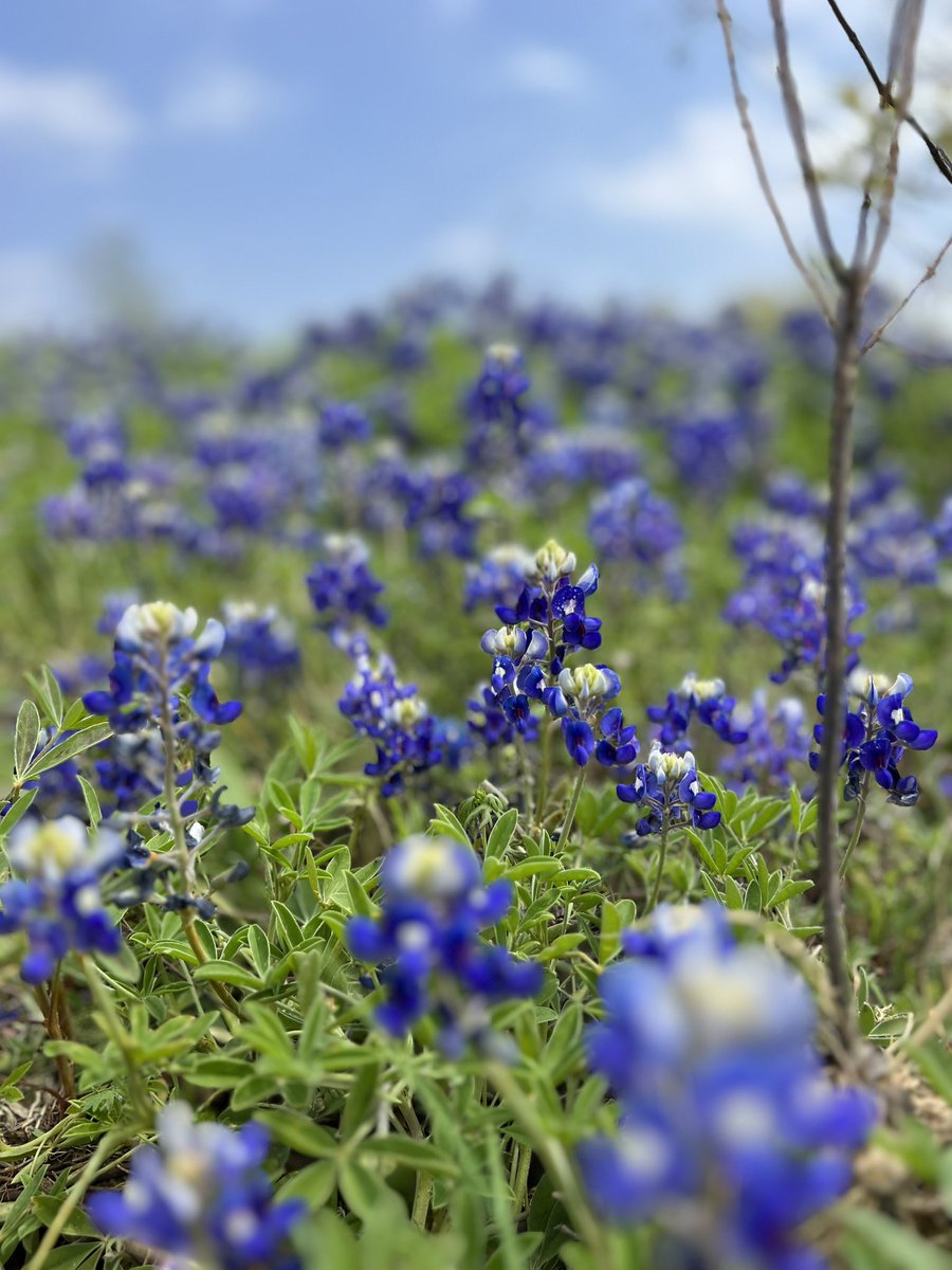 These blue bonnets along Grapevine Lake are about 2 weeks ahead of schedule. Looks like they wanted to check out this total solar eclipse as well. 🌙