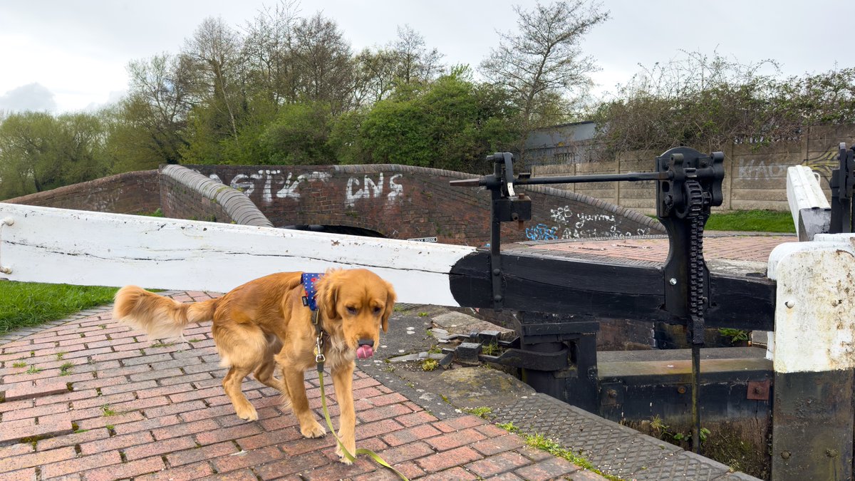 Finally #RedMoonshine at #StourbridgeTopLock on the #StourbridgeCanal for his #towpathwalk. #BoatsThatTweet #LifesBetterByWater #KeepCanalsAlive #SaveOurCanals #LockGate #CanalLocks #Towpath #CanalTowpath #GoldenRetrievers moonshine.red