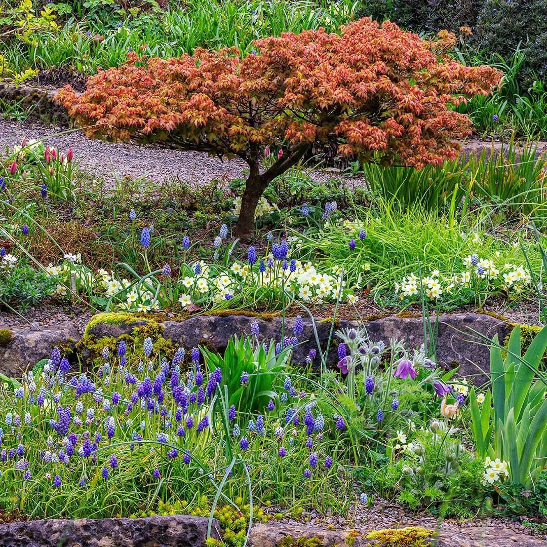 On the list of areas to see at Aberglasney this week must be the Alpinum Garden which is in bloom and looking fantastic 🌷✨ 📸 by Nigel McCall of the Muscari, Pulsatilla vulgaris, primroses & dwarf tulips, which are all competing for visitors' attention in the Alpinum Garden