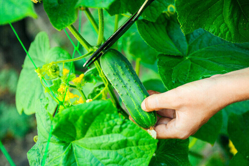 How to Grow Cucumber: Tips for Care & Maintenance

Full Article 💬👉: sunnyveggie.com/how-to-grow-cu…

#GardeningX #GardeningTwitter #gardeninguk #GreenThumb #plants 
#indoorplants #nature #Greenery #Spring #homegardening  
#gardeningideas #MyGarden #soilhealth #organic #UkraineWar