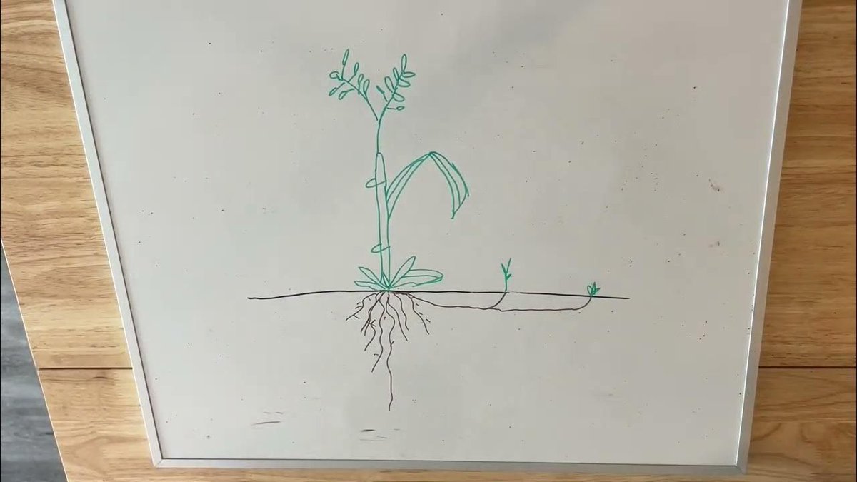 Here at DLF, a lot of work goes into creating the best grass products, but have you ever wondered what grasses are and where they originated? Check out this video and our Youtube channel to learn more about our Seeds & Science! Youtube: buff.ly/3VSLH3Q