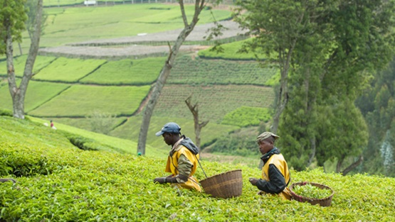 Nature is at the heart of critical development challenges like health, jobs, inequality, climate change, food security, and fragility. How can we quantify its value to economies? 

Find out: wrld.bg/mCsJ50R9SQC #NaturalCapital