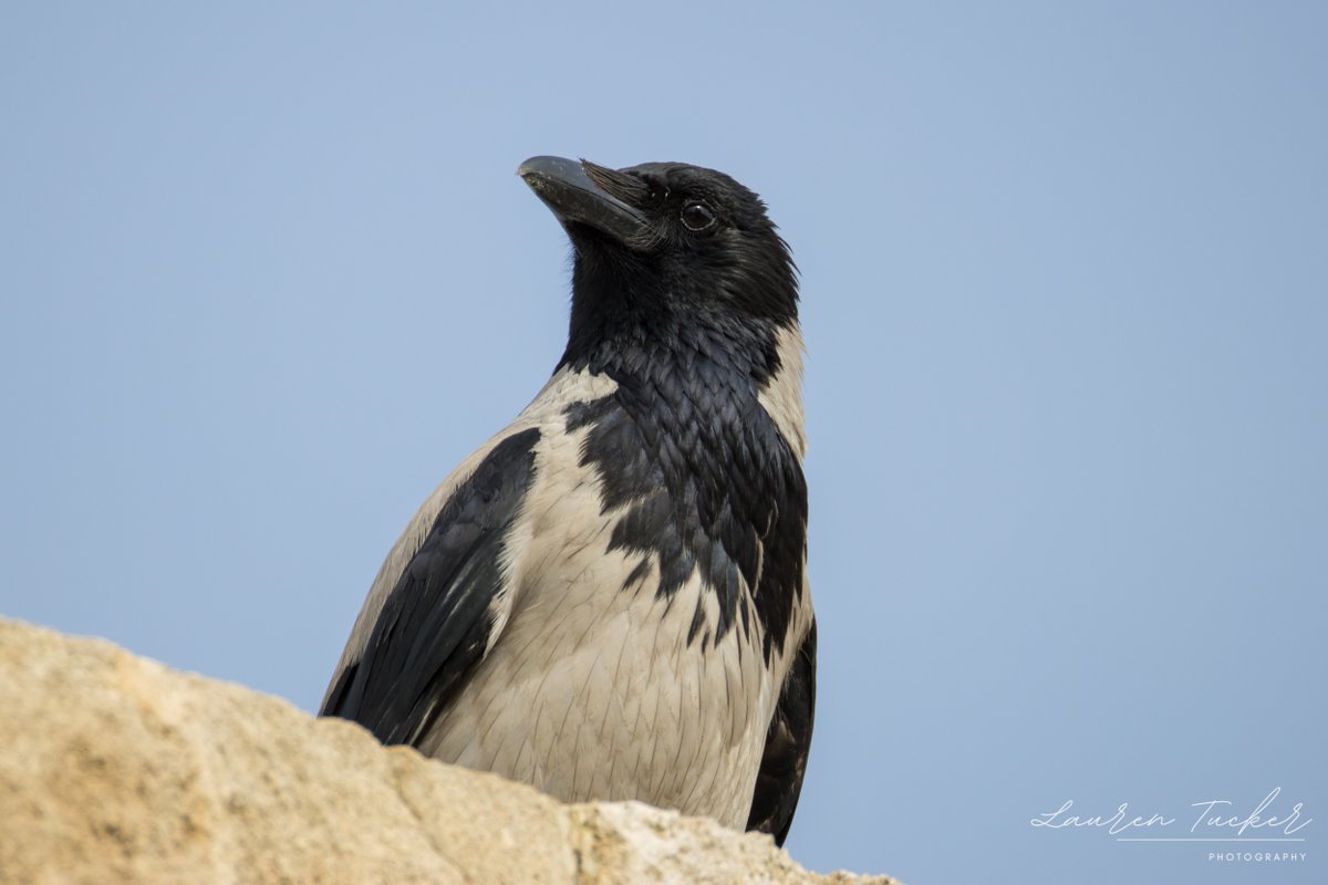 Hooded Crow - Corvus cornix Cyprus 🇨🇾 April 2024 @CanonUKandIE | #cyprusbirds
