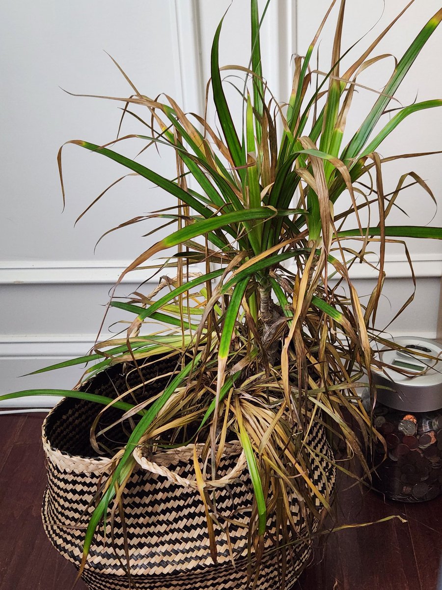 #Plant Why is my plant dying? Im trying to be a good plant mom. What am I doing wrong?