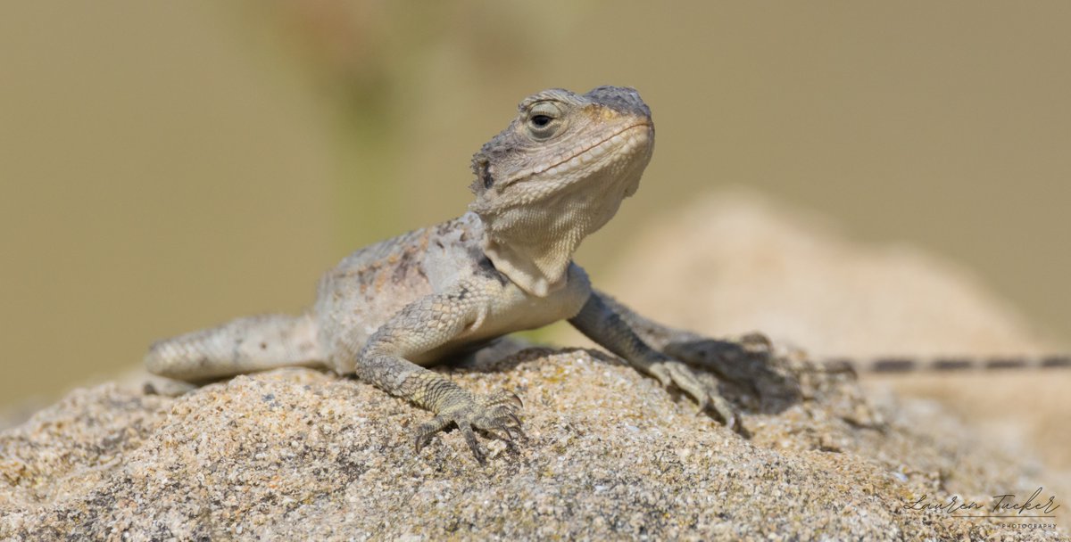 Starred Agama - Laudakia stellio Cyprus 🇨🇾 April 2024 @CanonUKandIE | #lizard