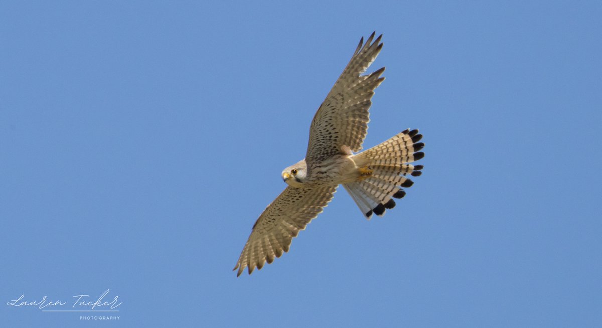 Common Kestrel - Falco tinnunculus Cyprus 🇨🇾 April 2024 @CanonUKandIE | #cyprusbirds
