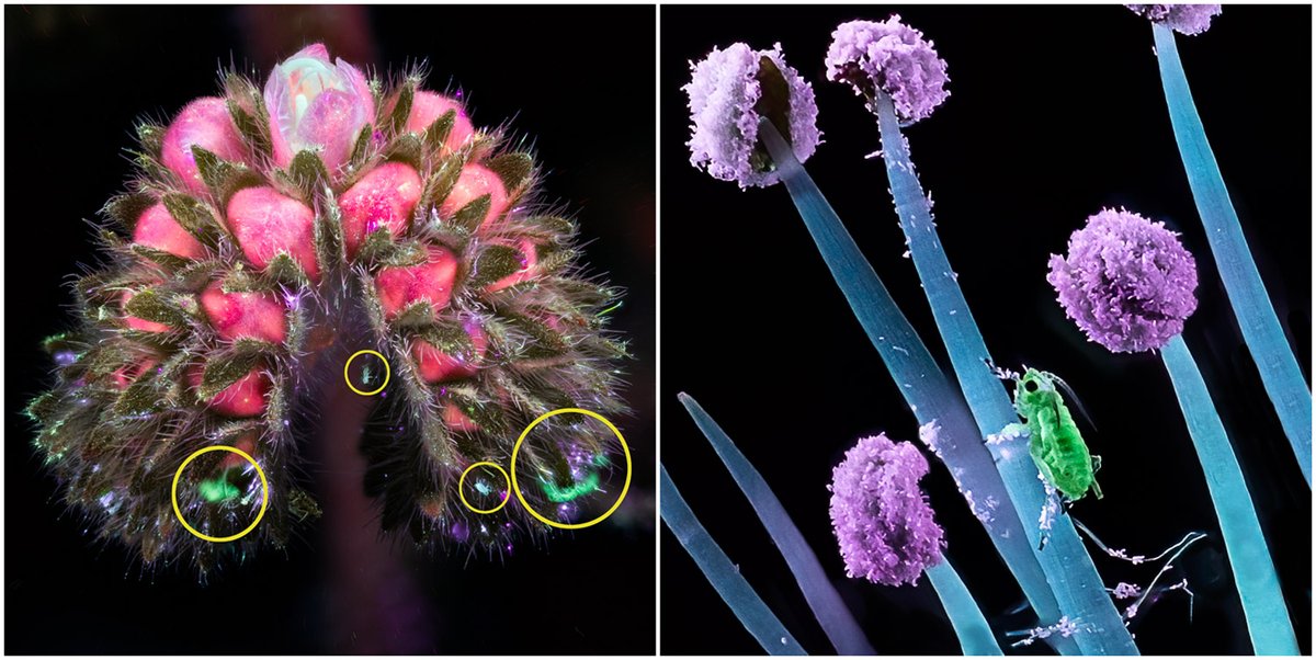 Slimer, is that you? I spent the weekend getting photobombed by glow-in-the-dark plant lice. Too small to see with the unaided eye, it was fun to watch them zoom around under the macro lens. The focus stacking was like a mini stop-motion film. UV Photography #BehindTheScenes