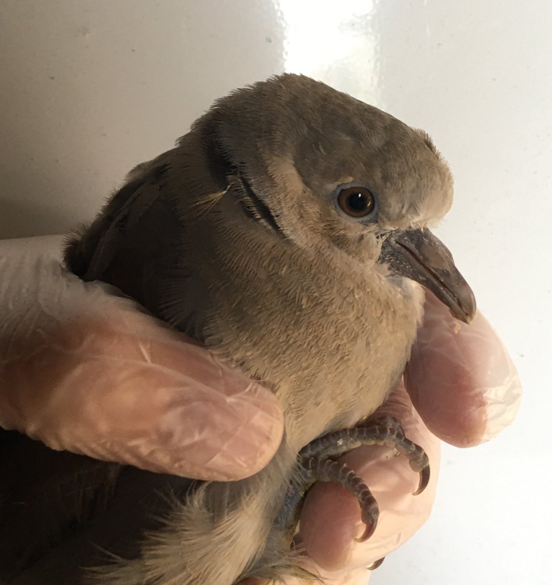 Got call from Border Vets today about young Collared Dove that had been brought in for treatment asking if I could look after it for a wee while. It was fine after treatment with no long term damage but needed to stay somewhere to recover in short term.
Of course I said yes but…