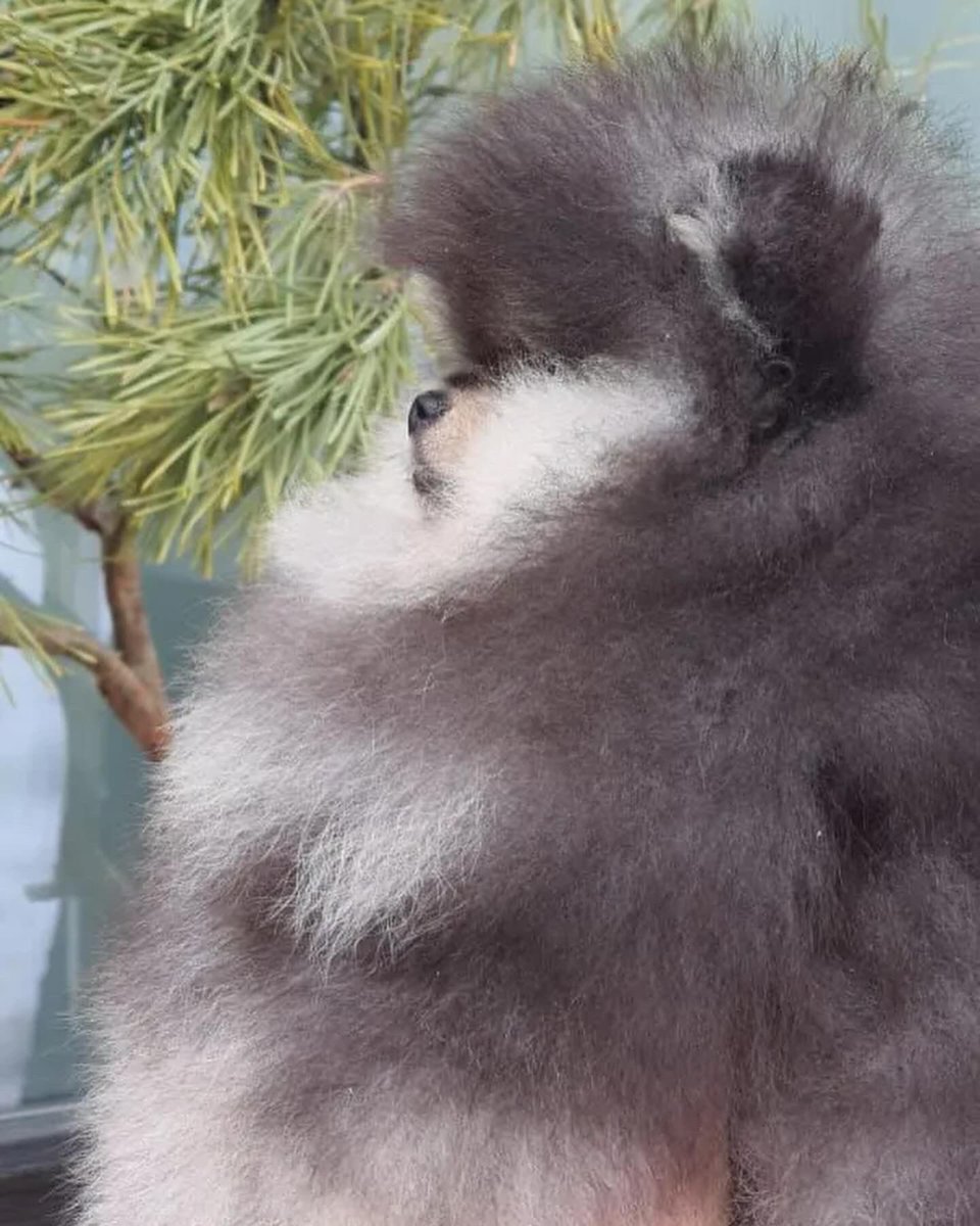 pomqueens's tweet photo. 🔵Dit is Ziji. Een slim, nieuwsgierig en aanhankelijk mannetje.
-
-
#pomeranian #pomeriaan #pom #puppy  #teddy #pup #cutedogs #goodnight #puppyoftheday #pic #walk #fun #fyp #love #puppy #puppiesofinstagram #puppies #puppyoftheday #pomeranians #pomeranianpuppy #pomeranianworld https://t.co/okmt1msEWC