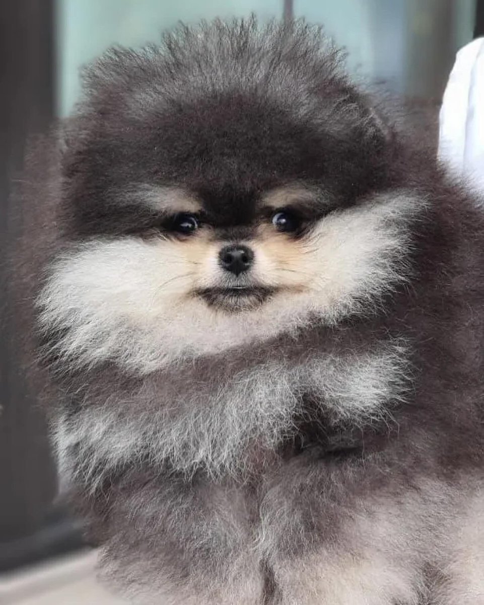 pomqueens's tweet photo. 🔵Dit is Ziji. Een slim, nieuwsgierig en aanhankelijk mannetje.
-
-
#pomeranian #pomeriaan #pom #puppy  #teddy #pup #cutedogs #goodnight #puppyoftheday #pic #walk #fun #fyp #love #puppy #puppiesofinstagram #puppies #puppyoftheday #pomeranians #pomeranianpuppy #pomeranianworld https://t.co/okmt1msEWC