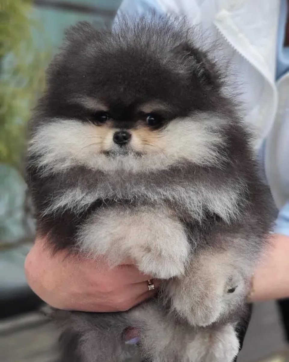 pomqueens's tweet photo. 🔵Dit is Ziji. Een slim, nieuwsgierig en aanhankelijk mannetje.
-
-
#pomeranian #pomeriaan #pom #puppy  #teddy #pup #cutedogs #goodnight #puppyoftheday #pic #walk #fun #fyp #love #puppy #puppiesofinstagram #puppies #puppyoftheday #pomeranians #pomeranianpuppy #pomeranianworld https://t.co/okmt1msEWC