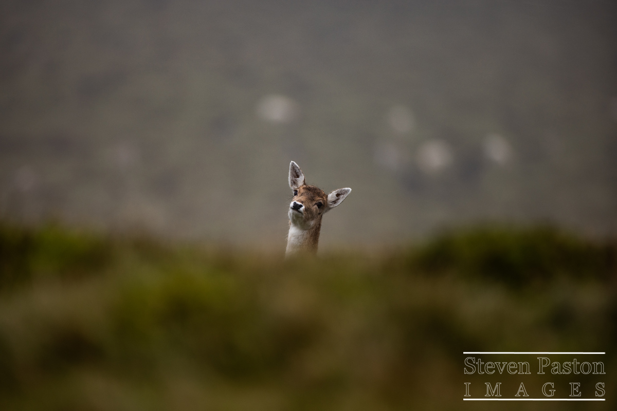 Deer in Petworth Park during a misty morning taken back in January @StormHour @ThePhotoHour @CanonUKandIE @3LeggedThing