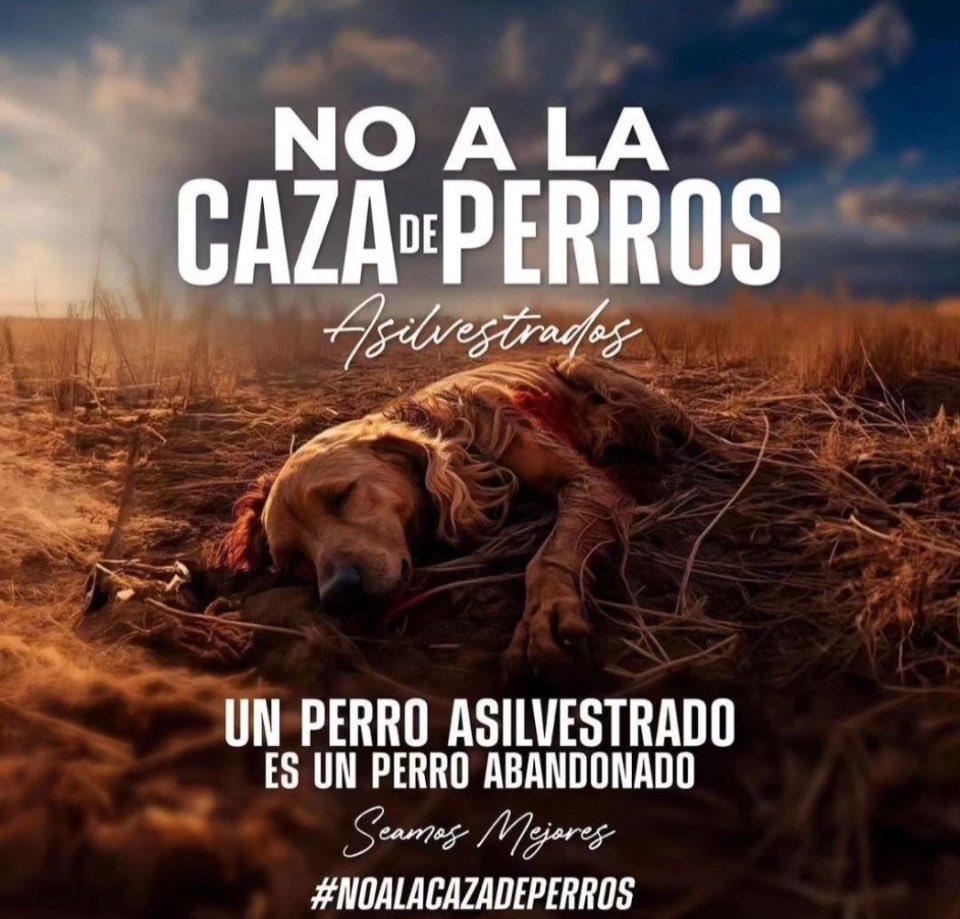 Decimos fuerte y claro! #NoALaCazaDePerros !! No son especie exótica, son perros q tuvieron dueños irresponsables y fueron abandonados!