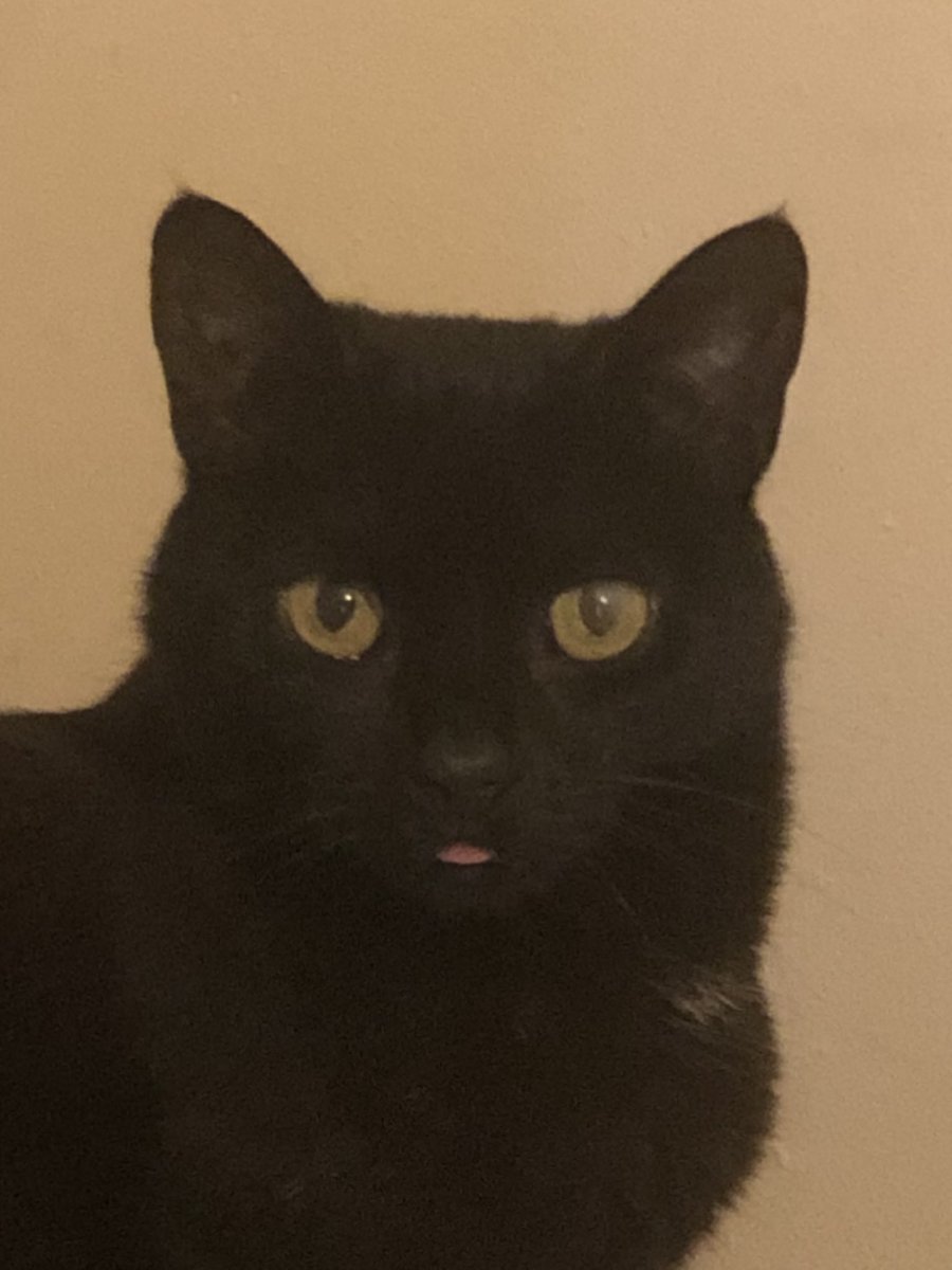 Blep from Lynx #CatsofTwittter